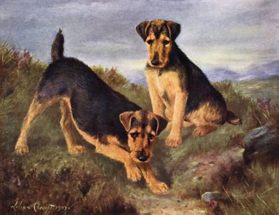 Welsh Terriers Glansevin Coquette and Champion Glansevin Coda by Lilian Cheviot